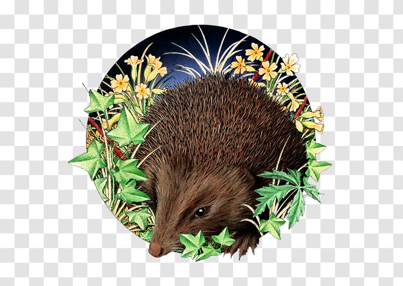 Domesticated Hedgehog Illustration - Viverridae - Hand-painted Realistic Transparent PNG