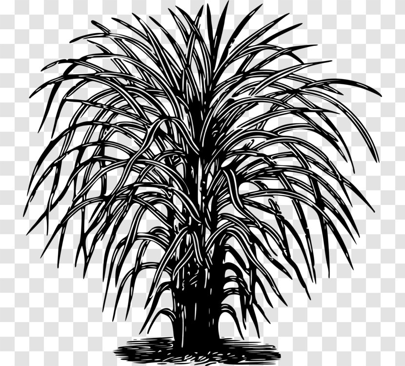 Clip Art Photography Drawing Branch - Summer Plant Decoration Transparent PNG