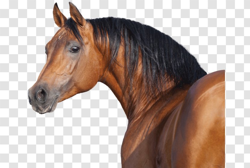 Mane Stallion Riding Pony Equestrian Nasch - BAR Tierfutter Für TierkennerOthers Transparent PNG
