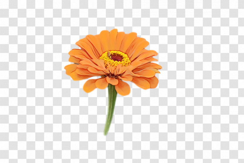 Transvaal Daisy Cut Flowers Petal Pot Marigold Flower Transparent PNG