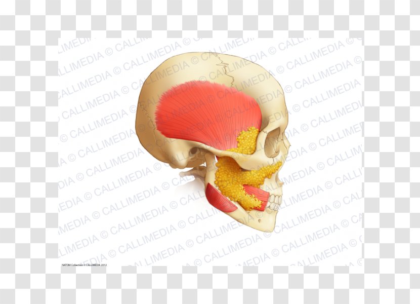 Human Anatomy Buccal Fat Pad Jaw Buccinator Muscle - Face Transparent PNG
