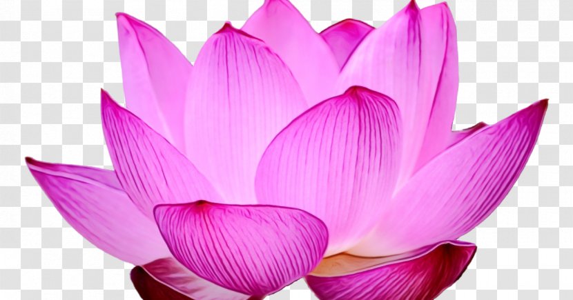 Lotus - Petal - Magenta Plant Transparent PNG