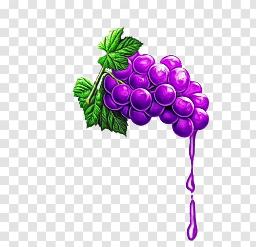 Purple Watercolor Flower - Grapevines - Seedless Fruit Morning Glory Transparent PNG