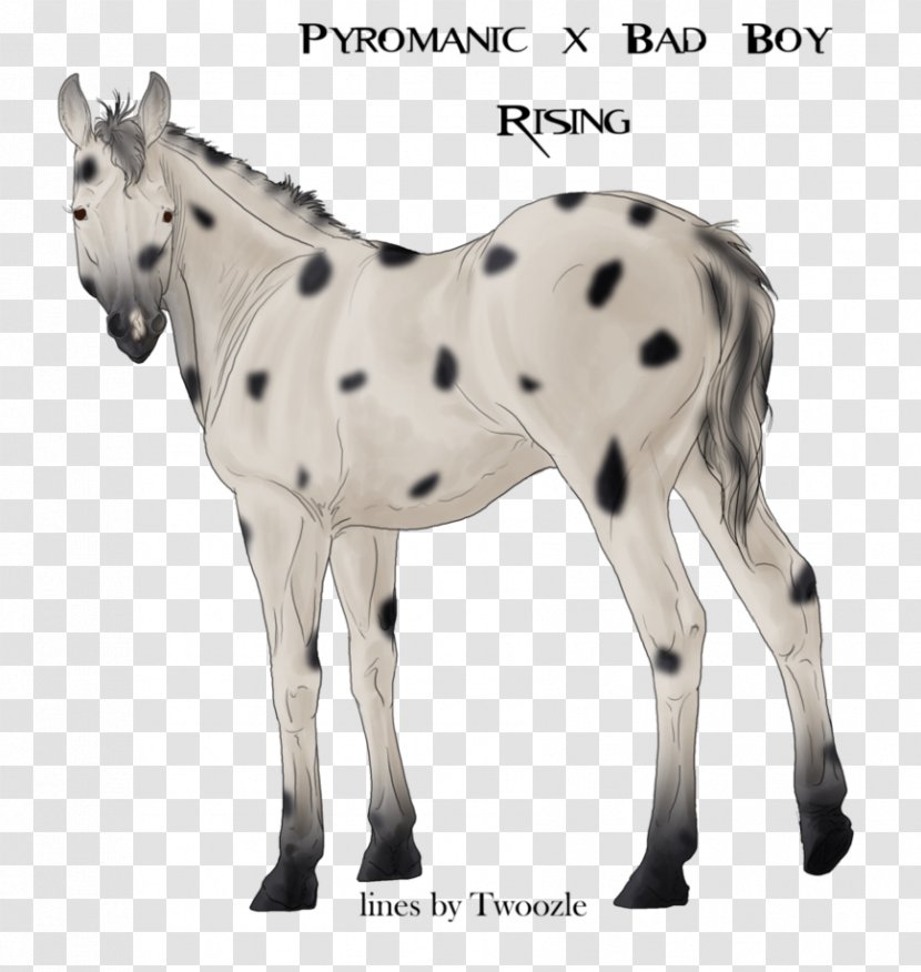 Mule Foal Mustang Stallion Colt - Mare Transparent PNG