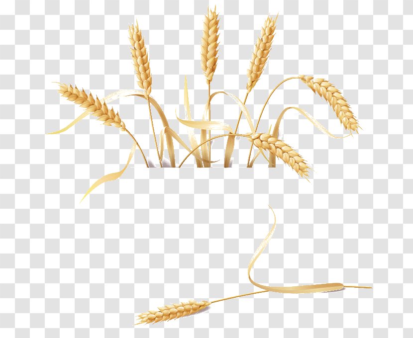 Golden Retriever Barley Wheat Transparent PNG