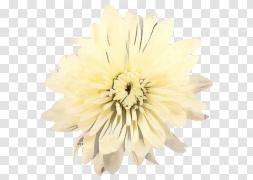 Flowers Background - Gerbera - Aster Dahlia Transparent PNG