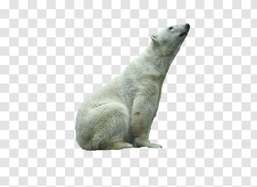 Polar Bear Fur Terrestrial Animal Snout - Mammal - Pamela Transparent PNG