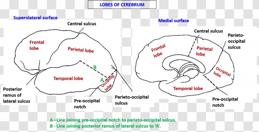 Longitudinal Fissure Lobes Of The Brain Cerebrum Cerebral Hemisphere - Cartoon - Cranial Transparent PNG