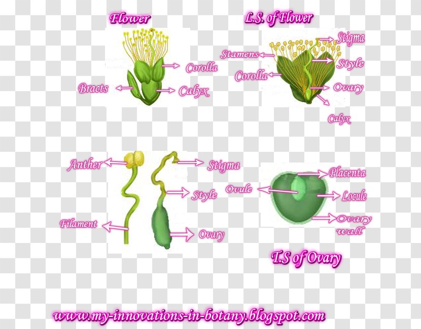 Flowering Plant Line Stem Clip Art - Organism Transparent PNG