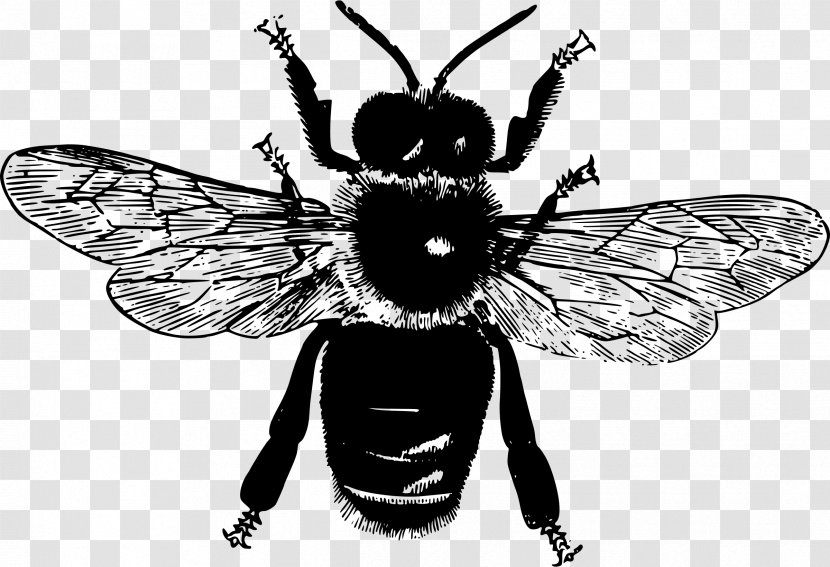Insect Honey Bee Pollinator Clip Art - Hotel Transparent PNG