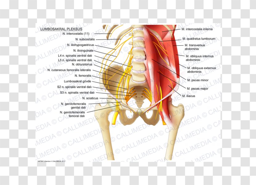 Sacral Plexus Lumbar Sacrum Iliohypogastric Nerve Ilioinguinal - Tree - Watercolor Transparent PNG