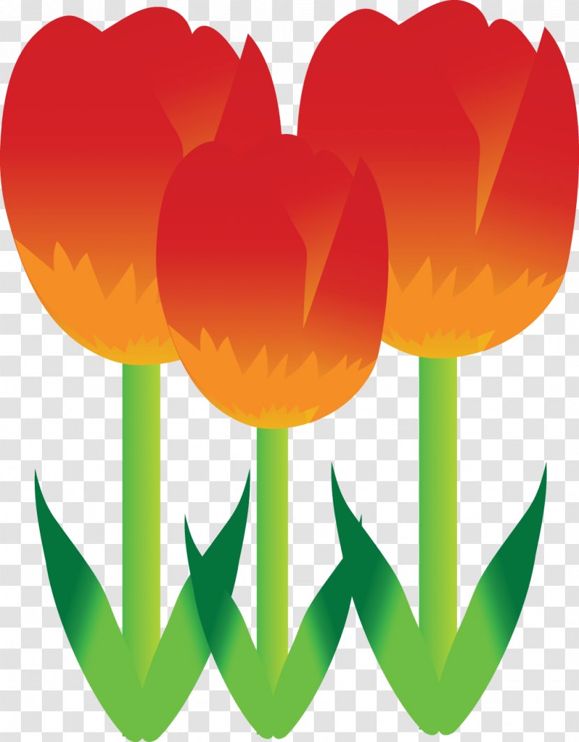 Tulip Flower - Plant Transparent PNG