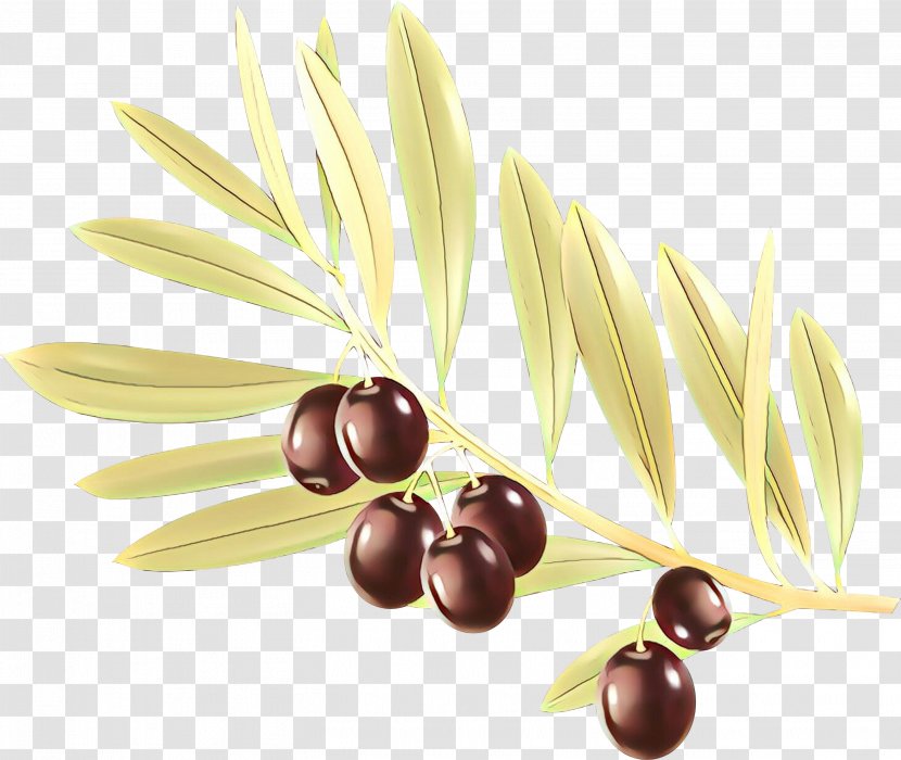 Ingredient Fruit - Plant - Olive Transparent PNG