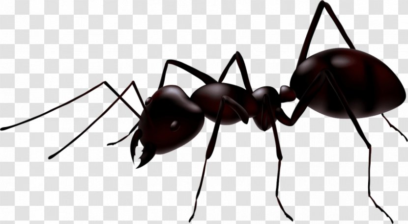 Ant Insect Vector Graphics Clip Art Royalty-free Transparent PNG