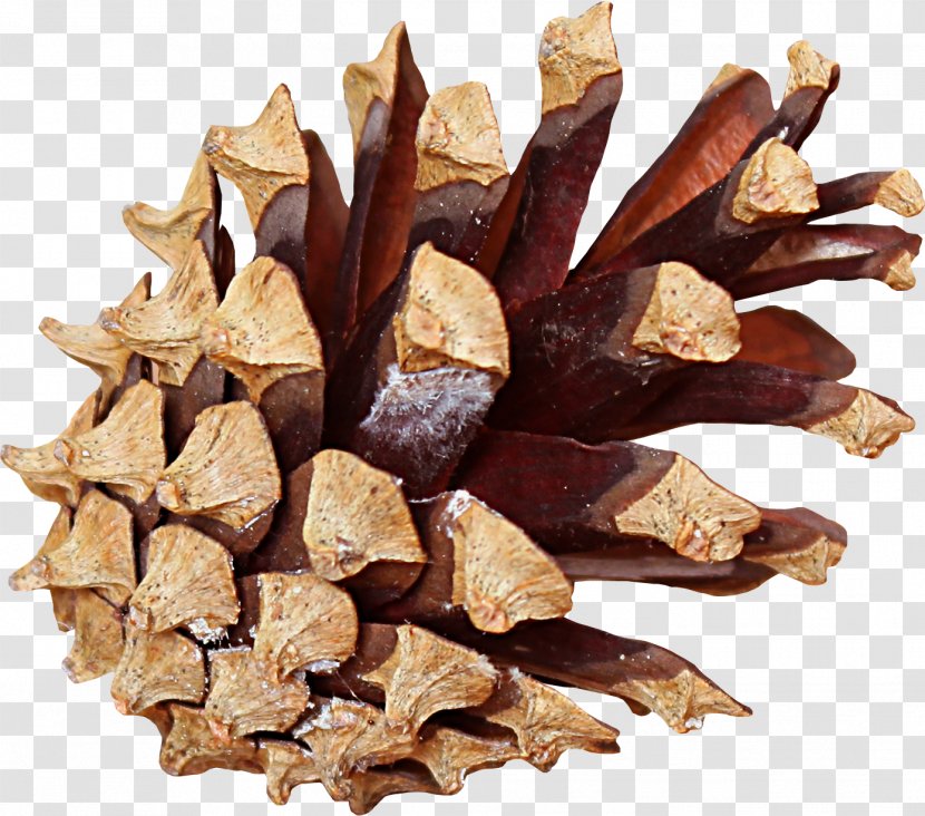 Stone Pine Conifer Cone - Podocarpus Elatus Transparent PNG