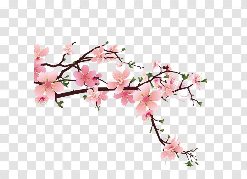 Cherry Blossom Drawing - Photography - Peach Transparent PNG