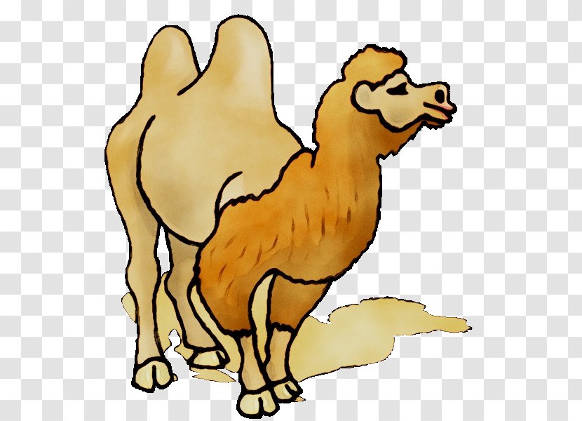Clip Art Dromedary Free Content Image - Camel - Christmas Day Transparent PNG