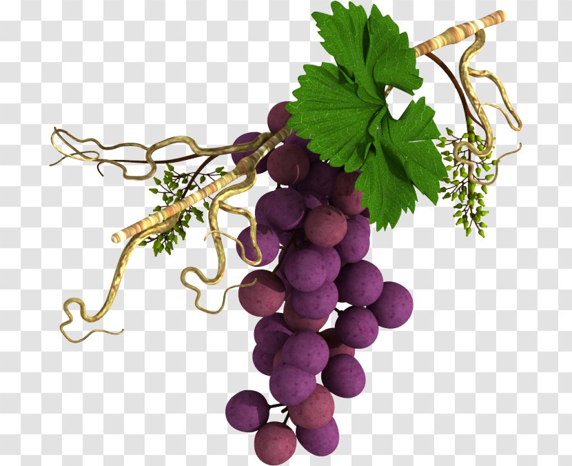 Sultana Common Grape Vine Wine Fruit Transparent PNG