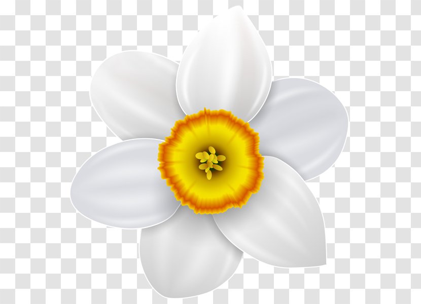 Narcissus Drawing Clip Art - Can Stock Photo - Flower Transparent PNG