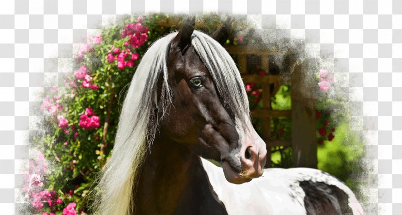Gypsy Horse Stallion Mane Thoroughbred Mare - Harness Transparent PNG