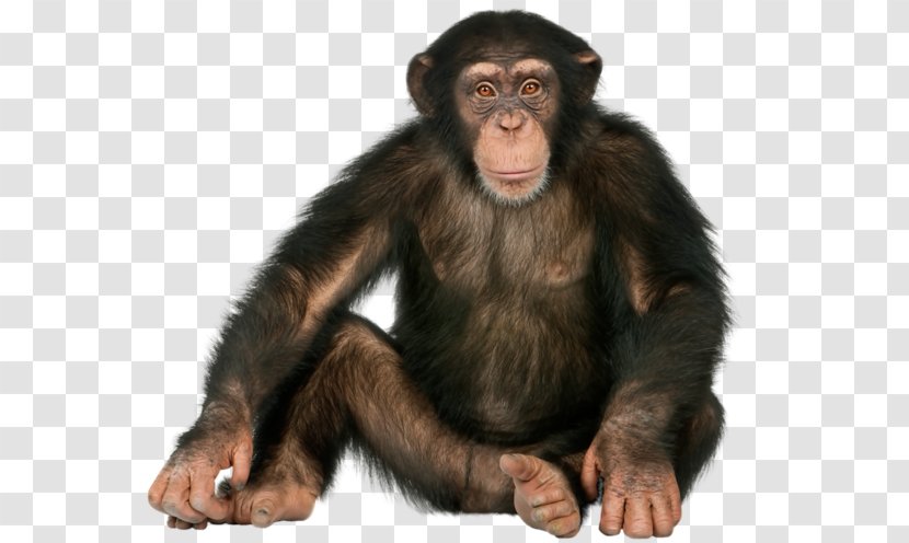 Chimpanzee Gorilla Ape Monkey Orangutan - Sitting Transparent PNG