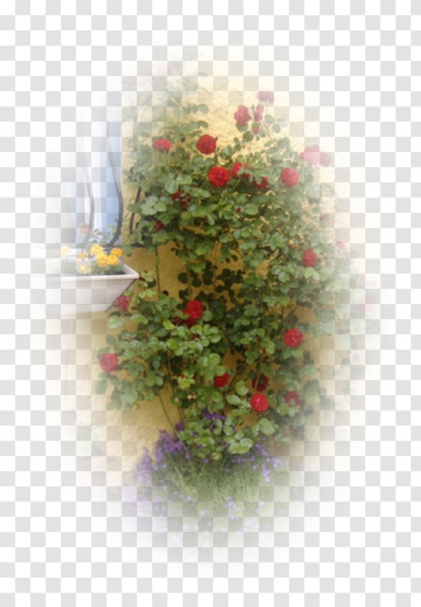 Floral Design Desktop Wallpaper Rose Family Petal Transparent PNG