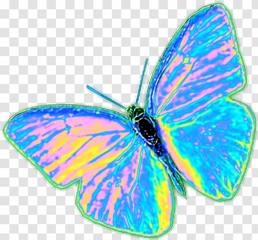 Butterfly Cartoon - Pollinator - Lycaenid Wing Transparent PNG