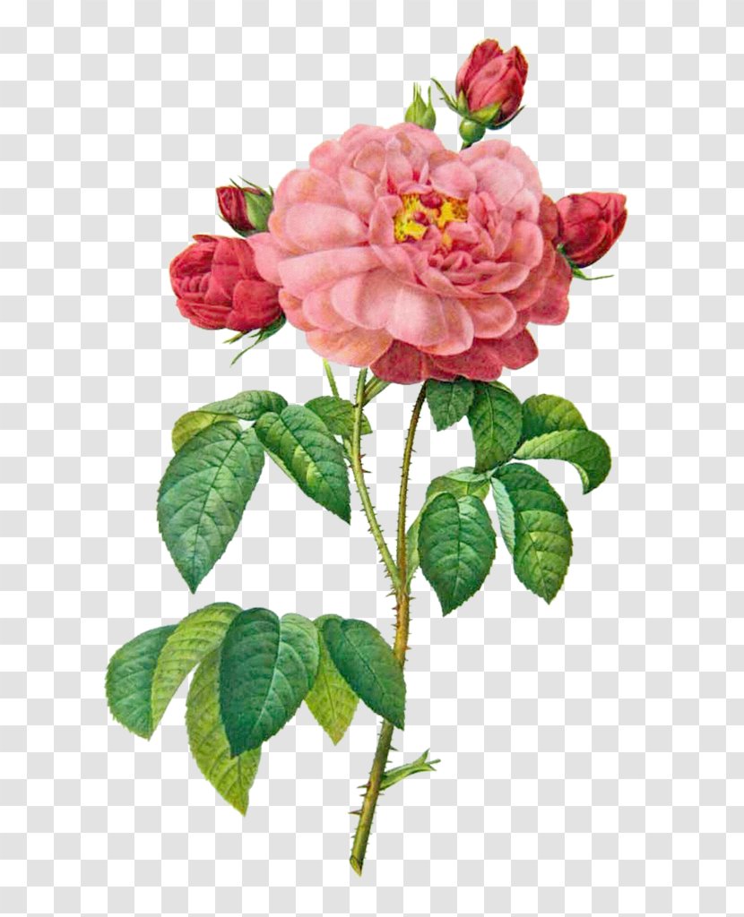 French Rose The Most Beautiful Flowers Damask Painting Illustration - Rosa Wichuraiana - Bloom Transparent PNG