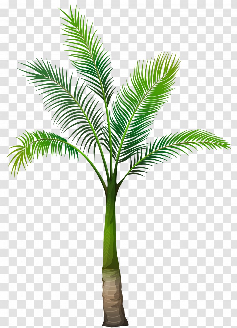 Washingtonia Filifera Arecaceae Tree - Flowerpot - Palm Leaves Transparent PNG