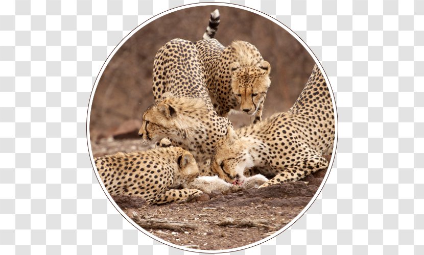 South Africa Central Kalahari Game Reserve Leopard Desert Safari - Botswana Transparent PNG