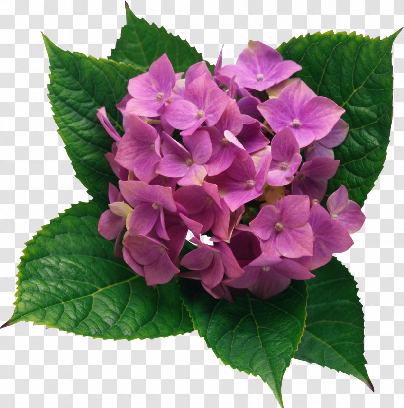 French Hydrangea Flower Clip Art - Annual Plant - Clipart Picture Transparent PNG