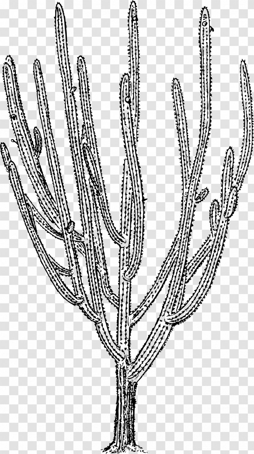 Cactaceae Plant Pilosocereus Royenii Twig - Green Transparent PNG