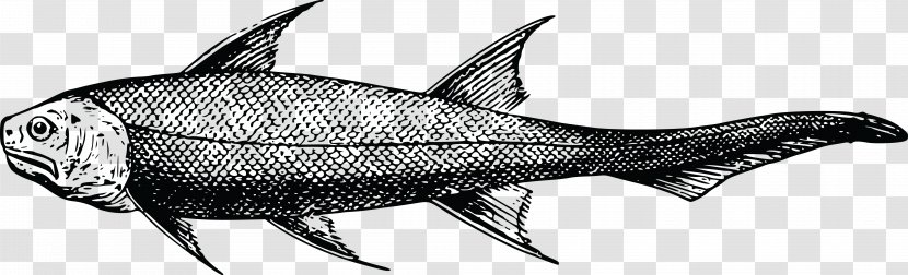 Swordfish Prehistory Sardine - Fauna - Fish Transparent PNG