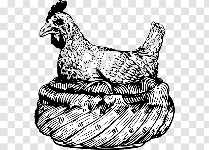 Chicken Drawing Clip Art - Head - Bullfinch Transparent PNG