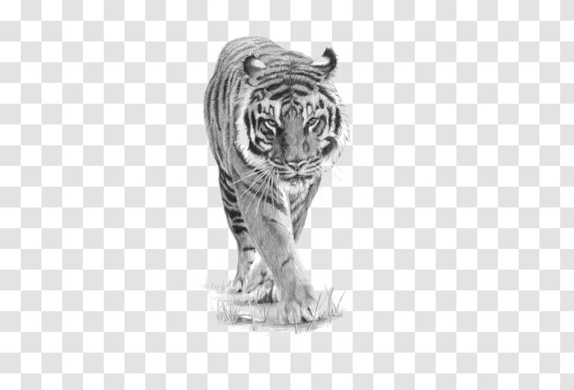 Drawing Siberian Tiger Tattoo Art Sketch - Pattern Transparent PNG