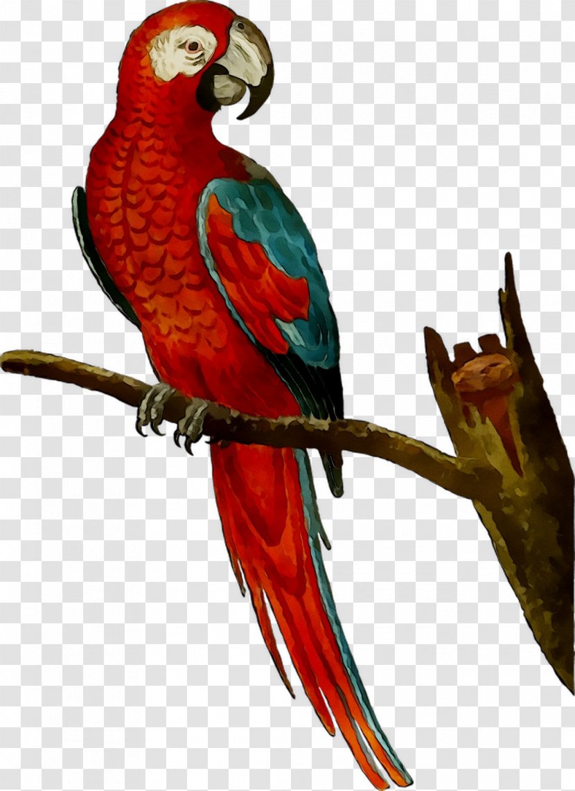 Amazon Parrot Macaw Bird Mug - Teacup - Lorikeet Transparent PNG
