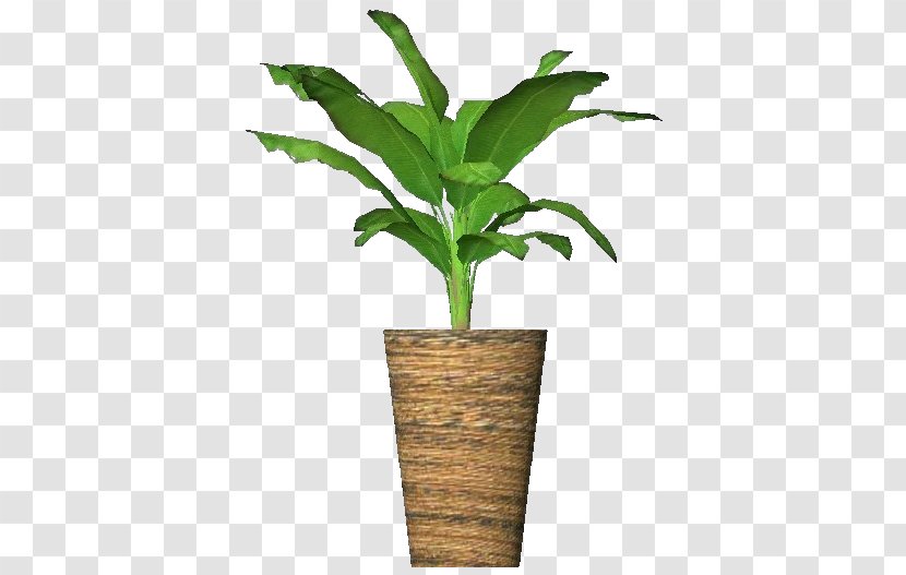 Cooking Banana Plant Musa Ornata Plane Trees - Stem - Potted Transparent PNG