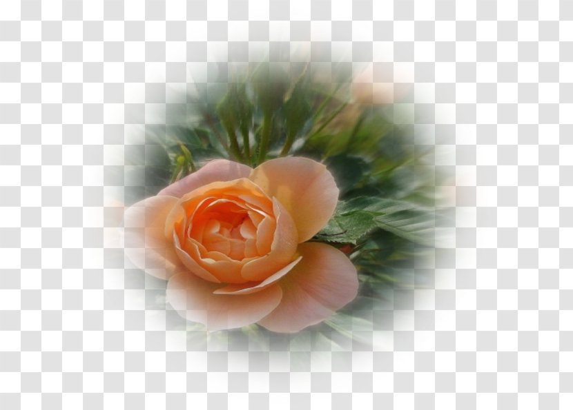 Garden Roses Petal Close-up - Closeup - Rose Transparent PNG