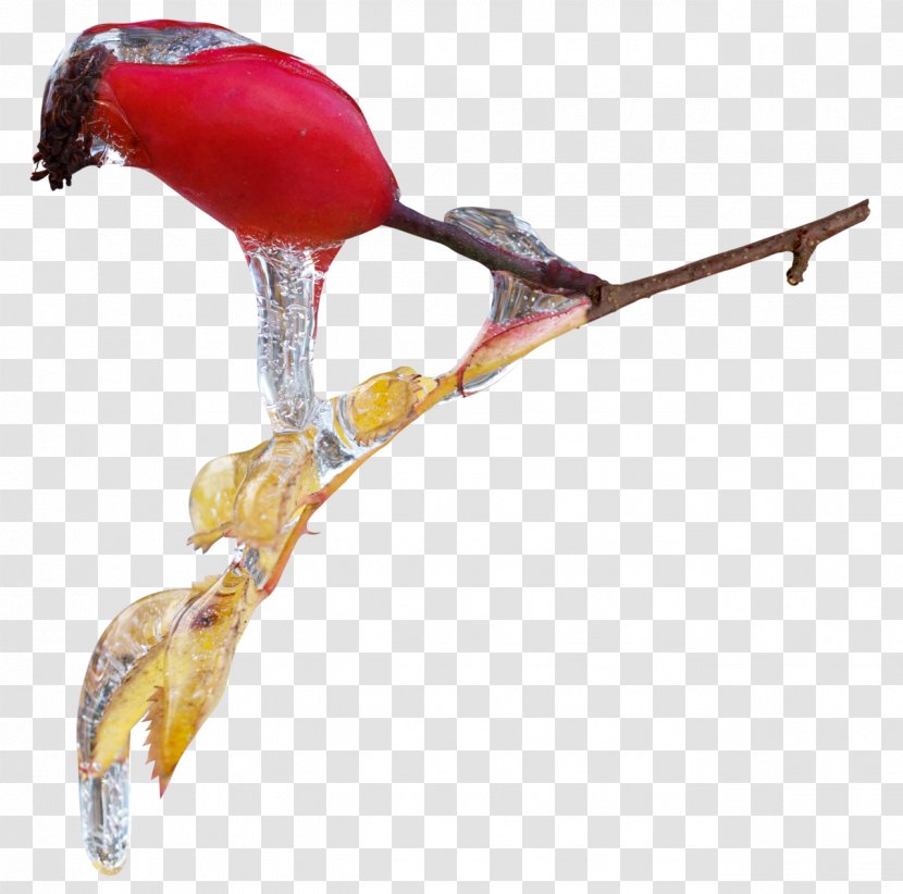 Bird Clip Art - Branch - Toucan Transparent PNG