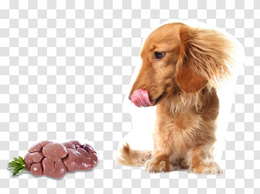 Raw Foodism Dog Food Cat Feeding - Breed - Self-control Transparent PNG