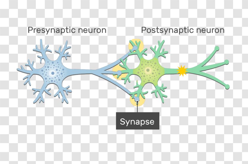 Electrical Synapse Neuron Gap Junction Postsynaptic Potential - Frame - Cell Membrane Transparent PNG