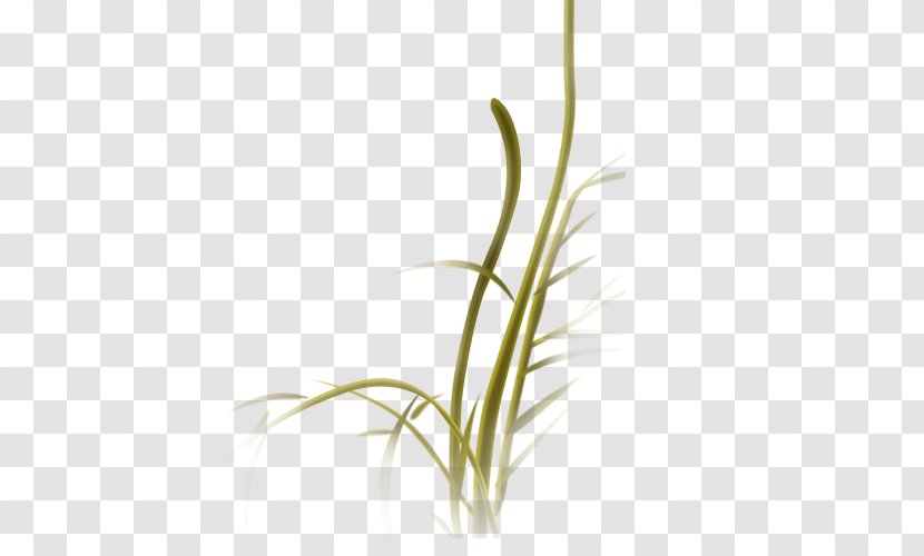 Hehuateng Rattan - Plant - Decorative Elements Green Grass Transparent PNG