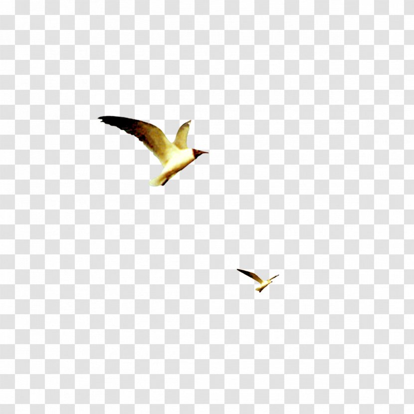 Beak Yellow Wallpaper - Flying Bird Transparent PNG