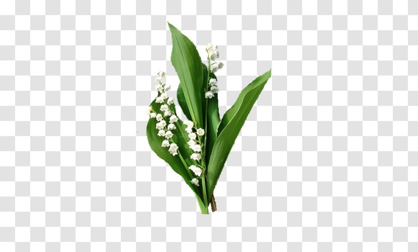 Lily Of The Valley Animaatio 1 May - Cartoon Transparent PNG