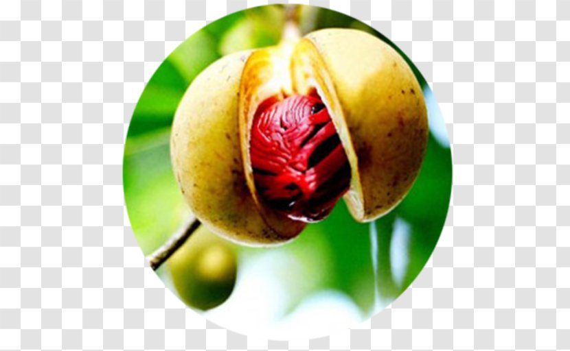 Nutmeg Oil Plant Seed Fruit Tree - Still Life Photography Transparent PNG