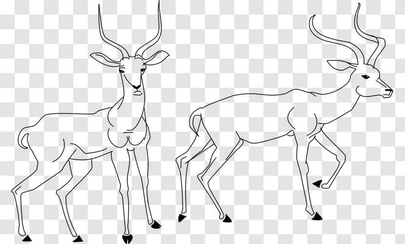 Reindeer Antelope Drawing Line Art Clip - Wildlife Transparent PNG