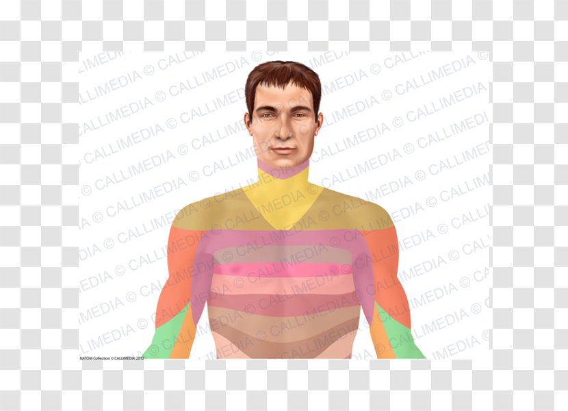 Thumb T-shirt Shoulder Homo Sapiens Pink M - Tree Transparent PNG
