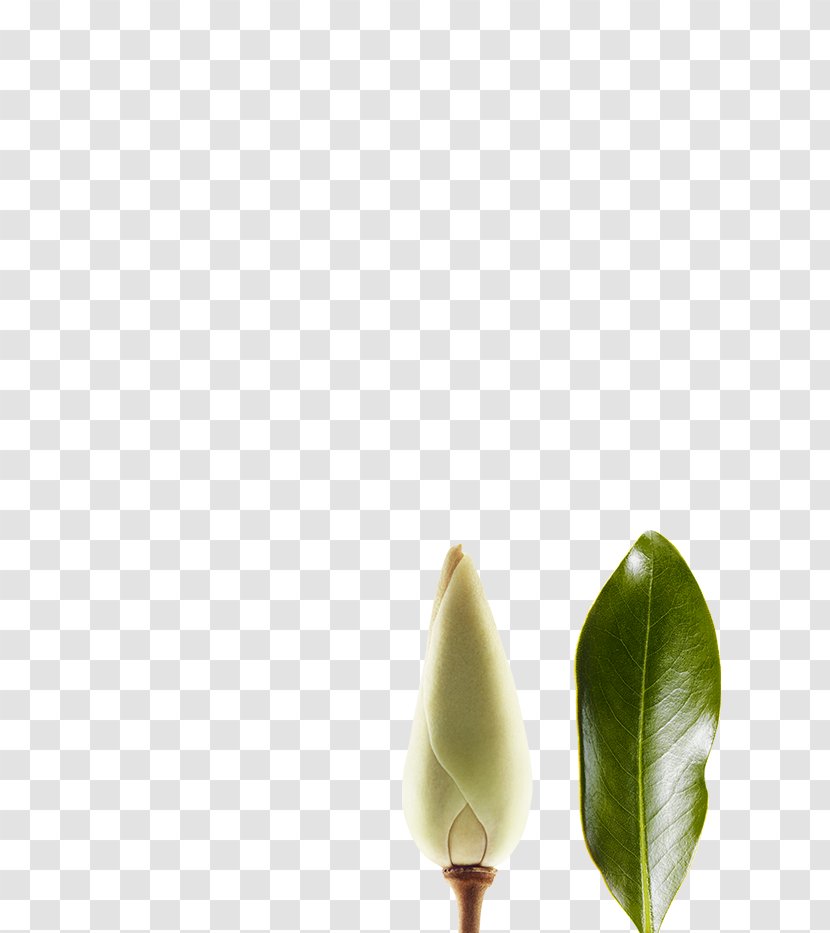 Petal Still Life Photography - Bud - Ylang Transparent PNG