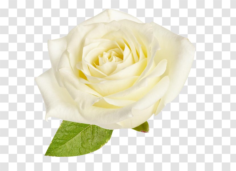 Garden Roses Cabbage Rose Floribunda White Rosa × Alba - Beach Transparent PNG