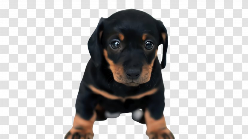Cute Dog - National Puppy Day - Hunting Guard Transparent PNG